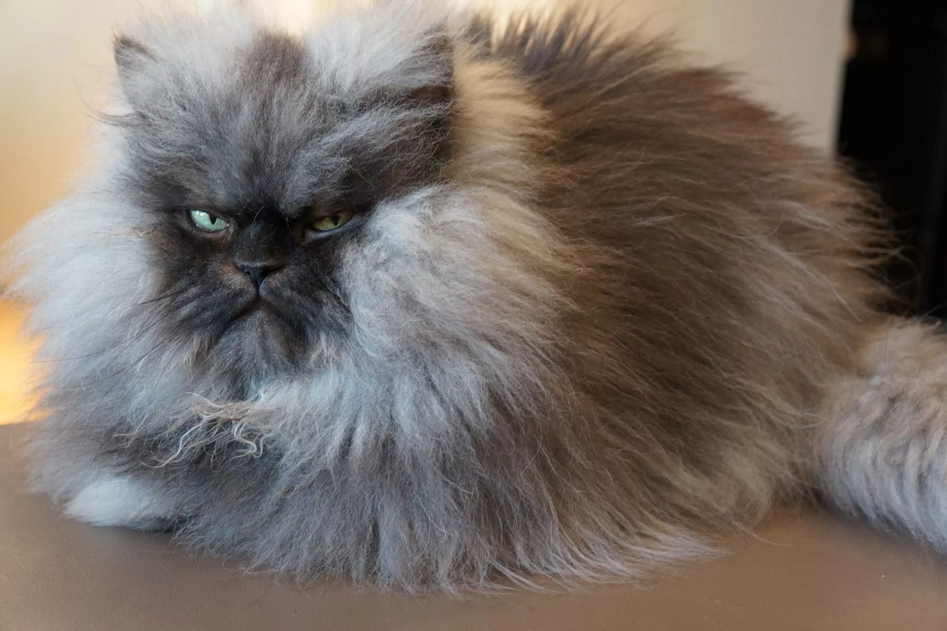 Самые злые породы кошек с фотографиями и названиями