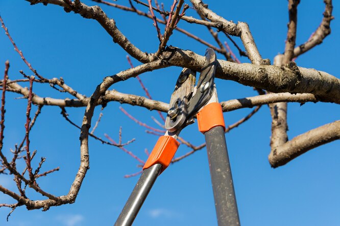 Важные нюансы осенней обрезки и обработки яблонь в плодовом саду