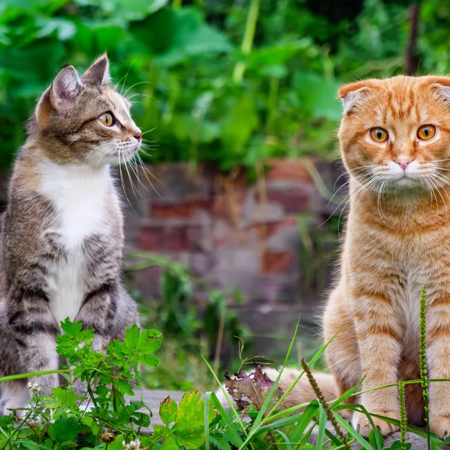 Как отпугнуть соседских кошек с садового участка: 8 рабочих методов 