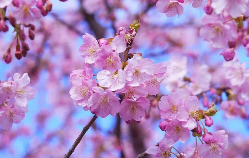 цветы сакуры