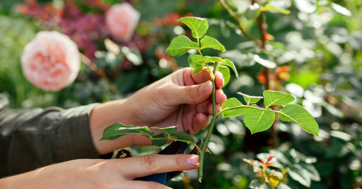 Выращивание красоты зимой: как провести черенкование роз, когда за окном холодно?