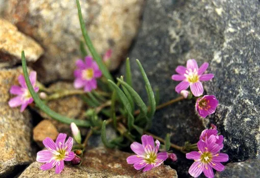 Левизия карликовая (Lewisia pygmaea)