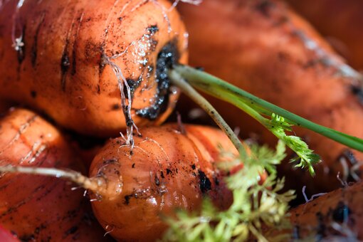 Как избавиться от морковной мухи без химии: 10+ рабочих рецептов