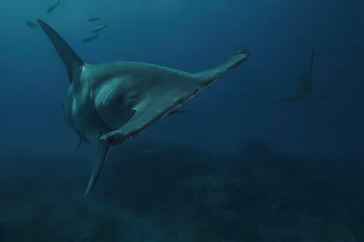 Так выглядит гигантская акула-молот