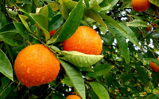 Все о апельсиновом дереве