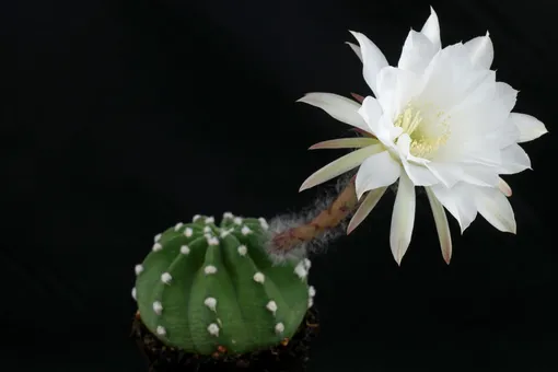 Эхинопсис субденудата (Echinopsis subdenudata)