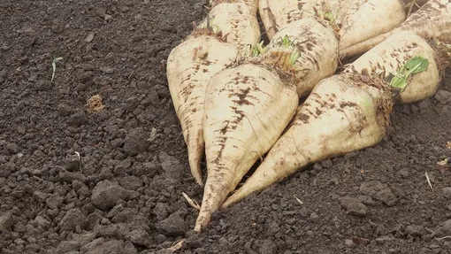 Болезни и вредители кормовой свёклы