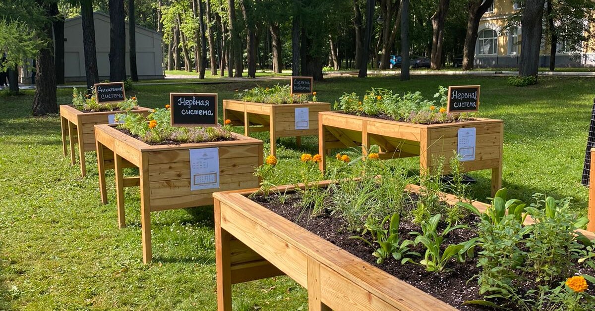 Дизайн аптекарского огорода на даче