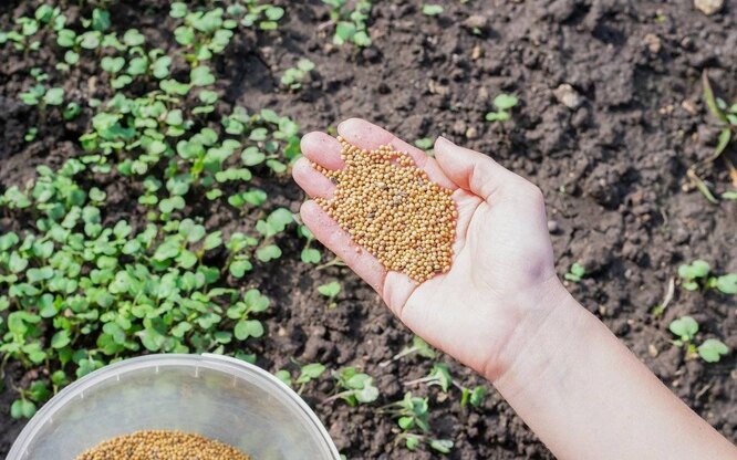 Горчица как сидерат: защищает и удобряет почву