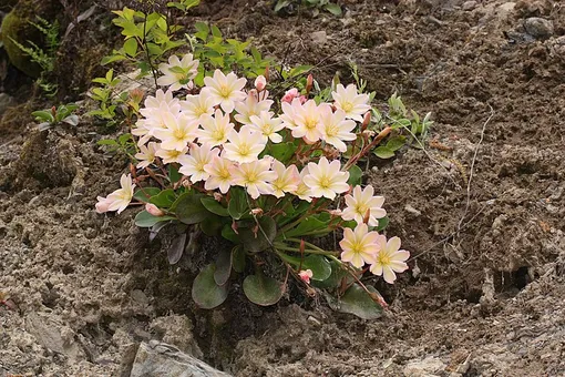 Левизия Твида (Lewisia tweedyi)