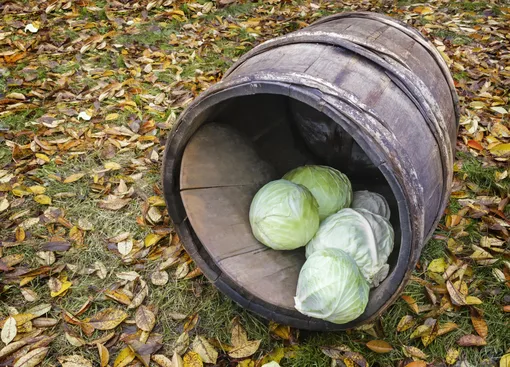 Хранятся лучше позднеспелые сорта капусты.