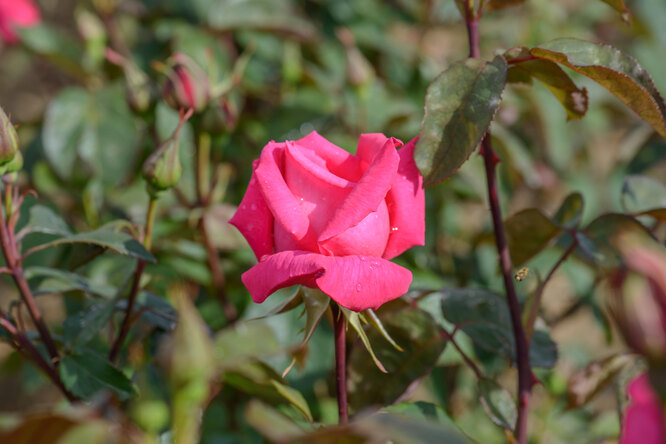Фотографии: красивые цветы розы фото и названия