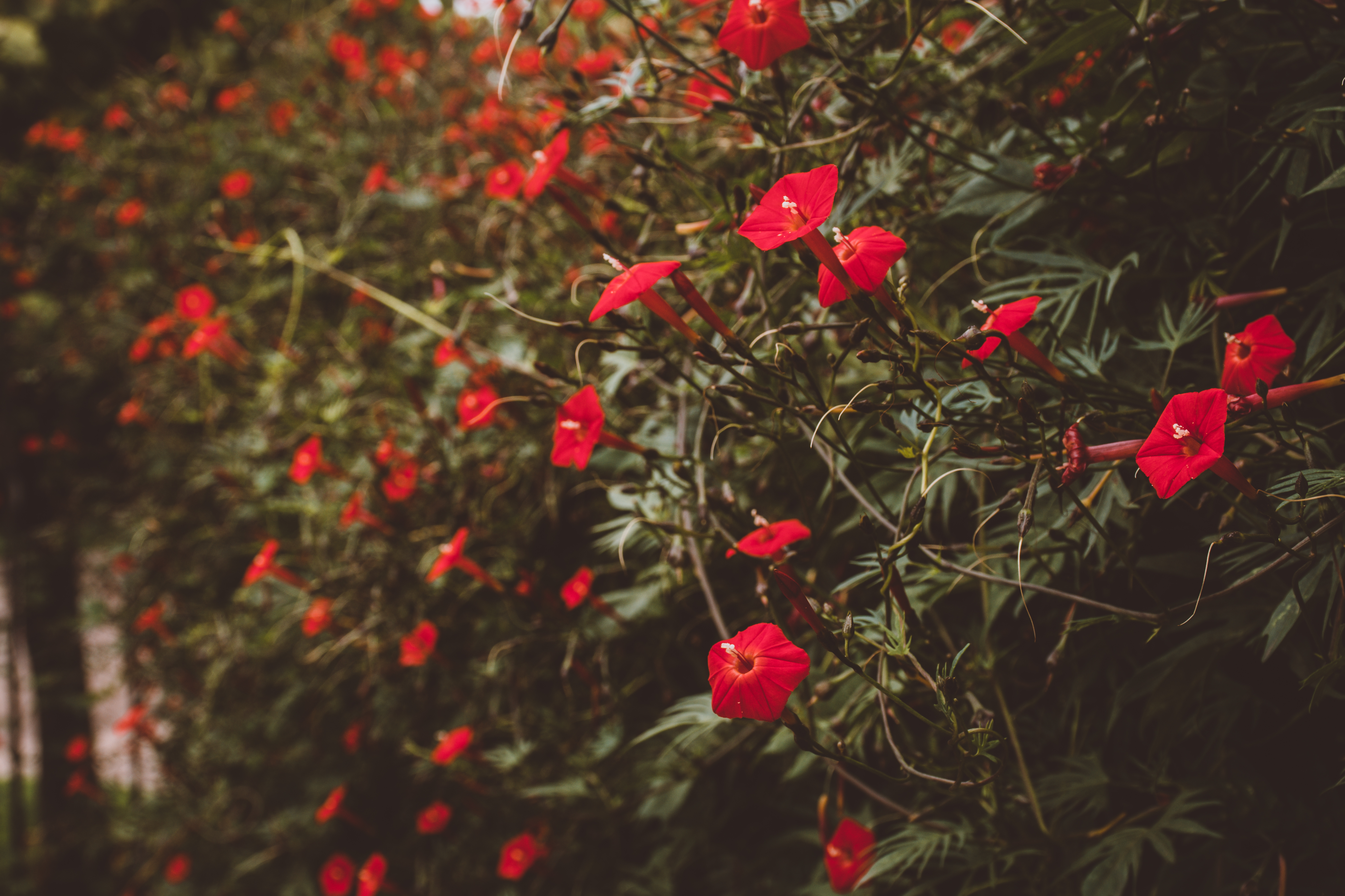 Ипомея – изящное украшение сада