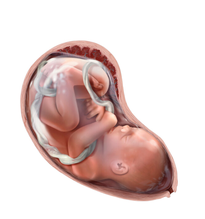 28 неделя беременности: развитие ребенка, питание, советы