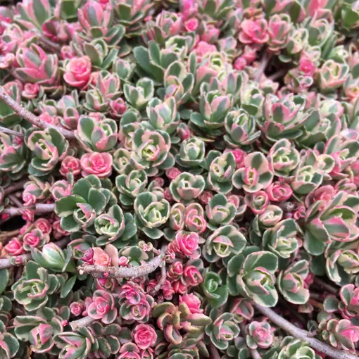 Очиток ложный (Sedum spurium) фото