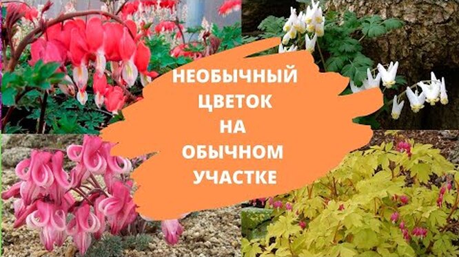 Дицентра (разбитое сердце): размножение, посадка и уход за японской красавицей