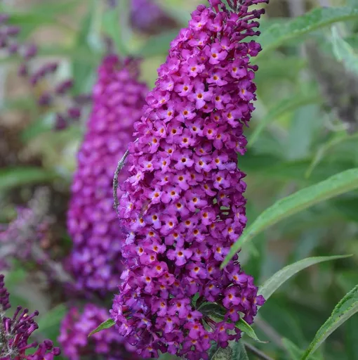 Butterfly Tower