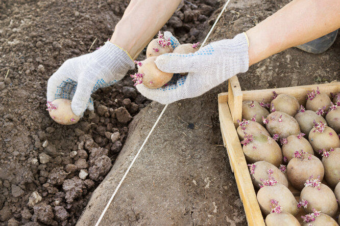 Пришло время сажать картошку: 7 условий хорошего урожая