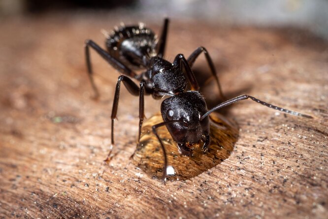 Как избавиться от муравьев на пионах: лучшие способы