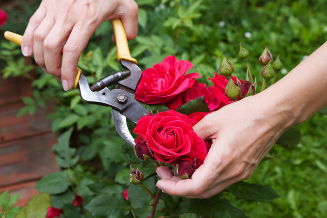 Выращиваем в саду плетистые розы - правила посадки и ухода