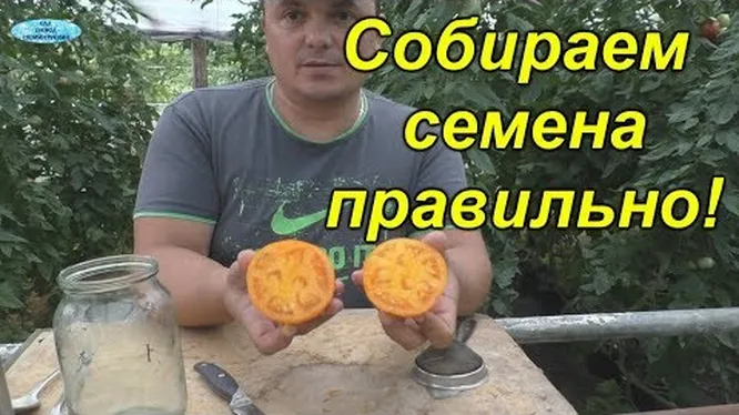 Нажми и смотри