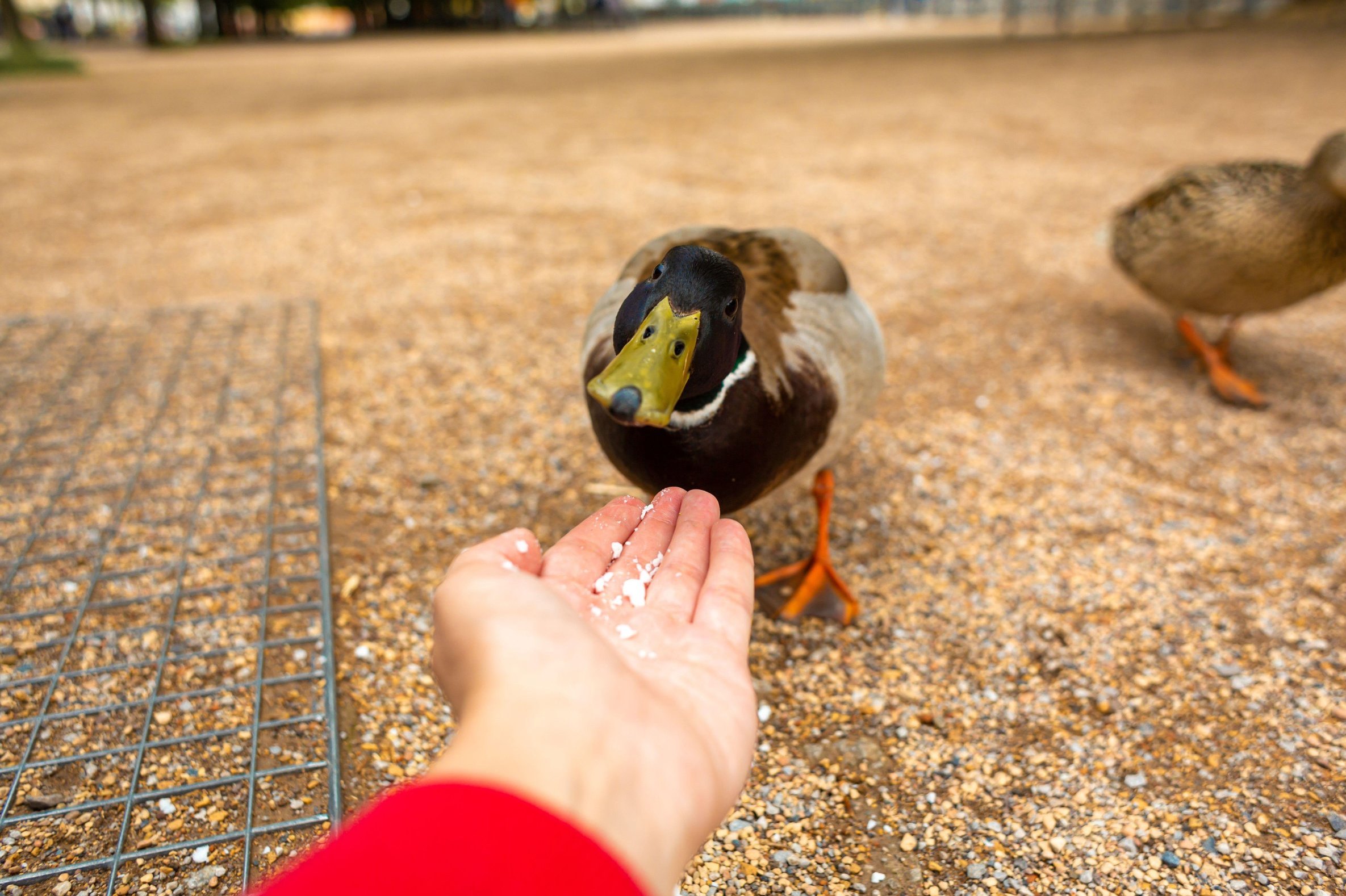«Правда ли, что птиц (например, уток) нельзя кормить черным хлебом?» — Яндекс Кью