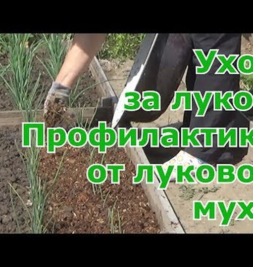 Луковая муха фото и борьба