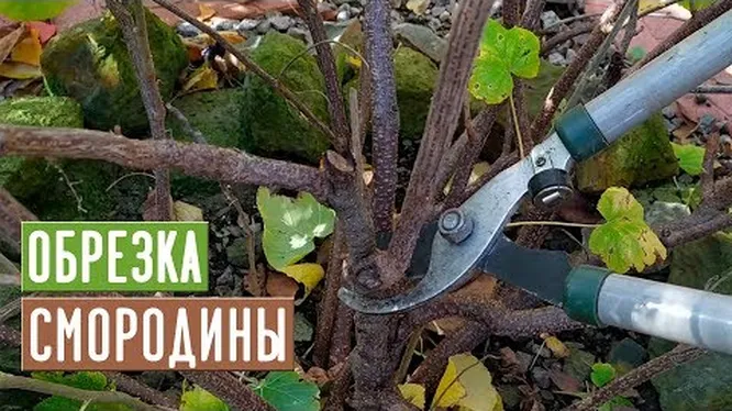 Нажми и смотри