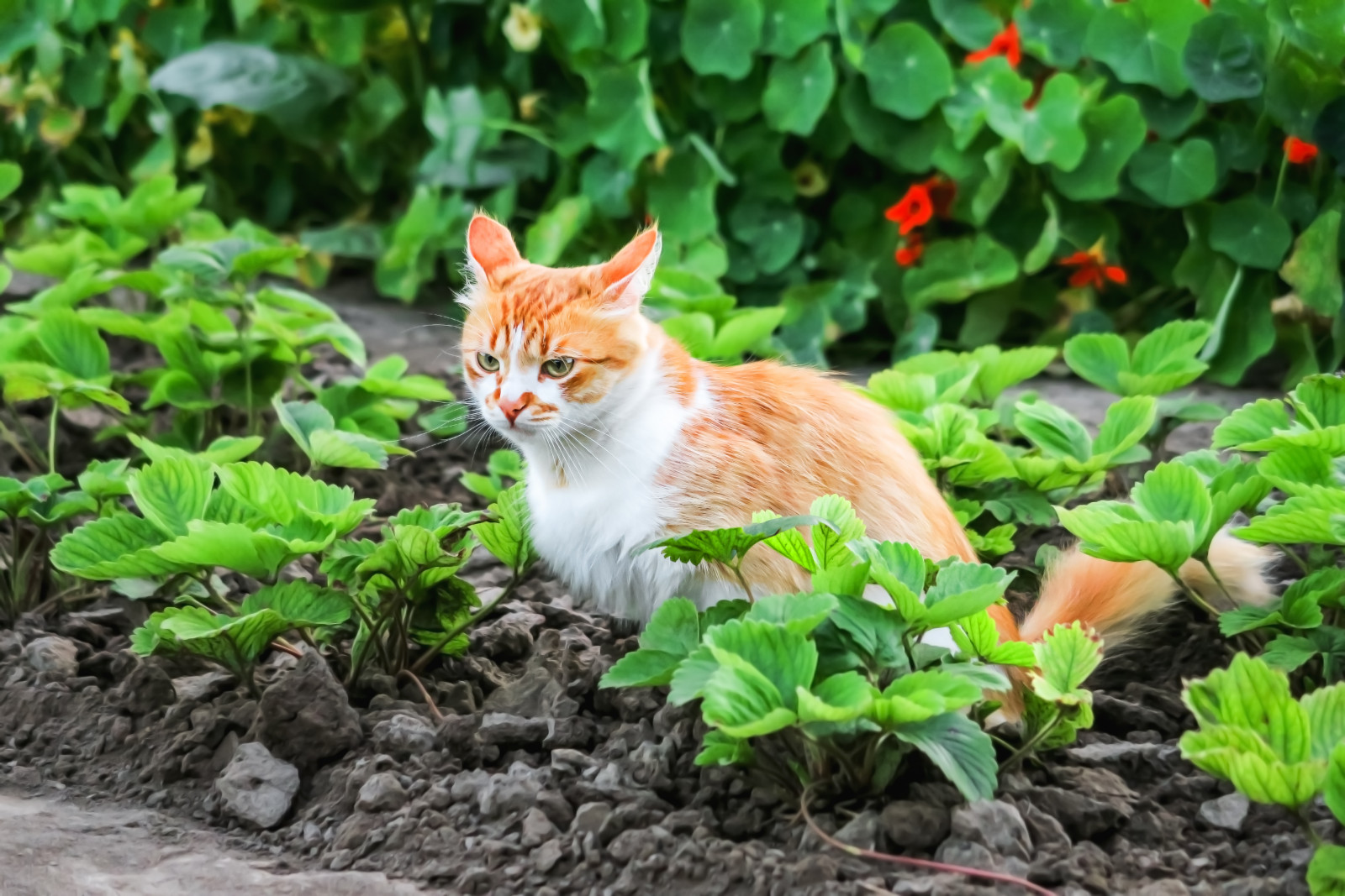 Как отвадить чужих котов с участка