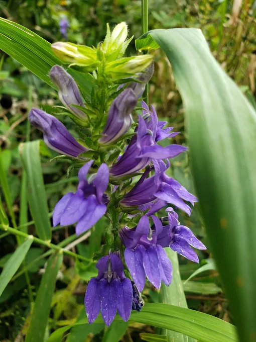 Лобелия синяя (Lobelia siphilitica) 