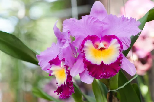 Каттлея (Cattleya)