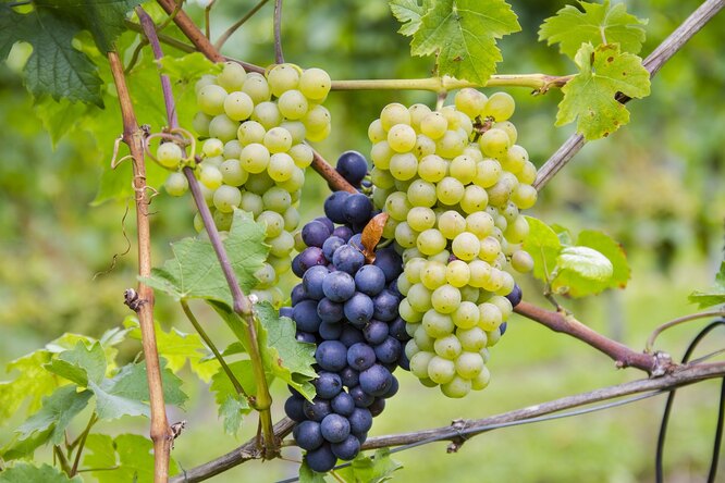 Опыление винограда