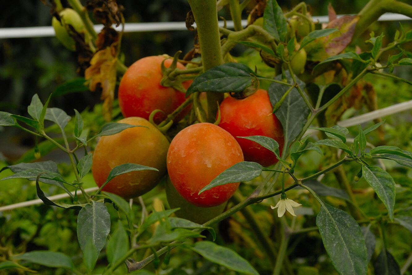 Антракноз томатов фото и их лечение