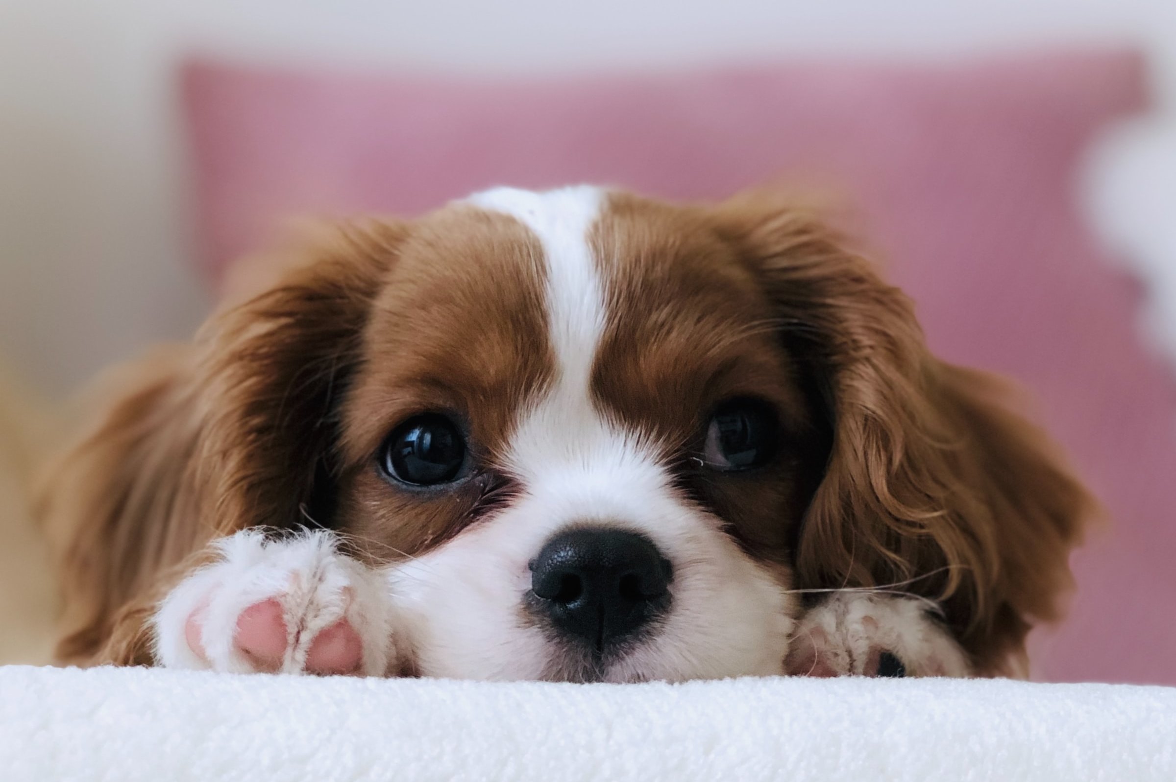 Пена изо рта у собаки – причины и что делать?
