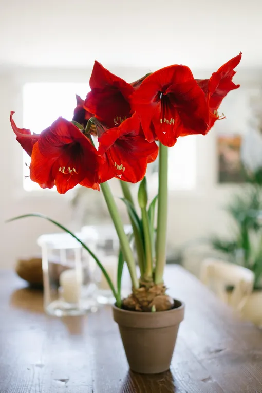 Hippeastrum