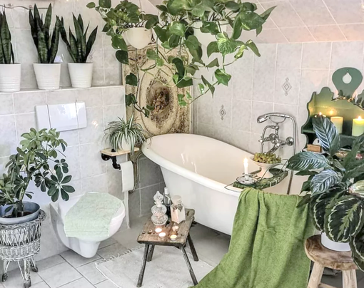 Какие комнатные растения подходят для ванной комнаты?