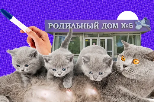 У вас будут котята: как понять, что кошка беременна и через сколько она родит