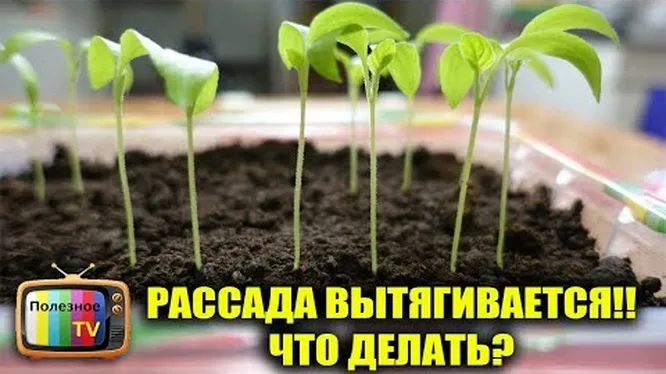 Нажми и смотри