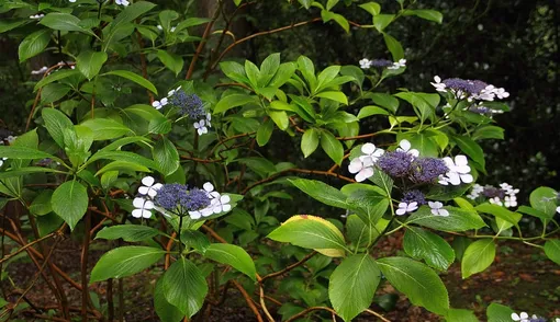 Hydrangea serrata