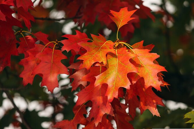 Красивые цитаты про осень: 100 фраз, которые докажут магию этого времени года
