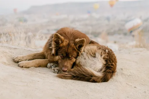 Кинологи рассказали, как распознать глистную инвазию у собак