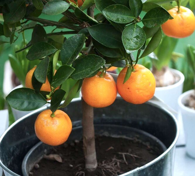 Апельсин из косточки, выращивание