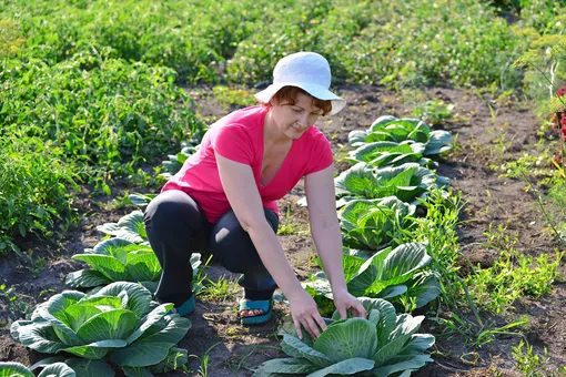 Сделайте это с капустой в июле, и отличный урожай вам гарантирован