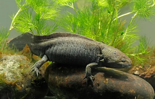 Мексиканская амбистома (Ambystoma mexicanum). Так должен выглядеть аксолотль, если повзрослеет.