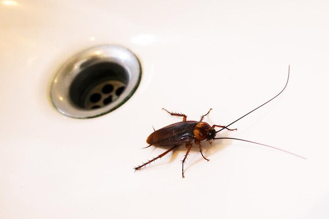 7 способов быстро вывести тараканов в квартире