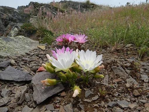 Левизия обновленная (Lewisia rediviva)