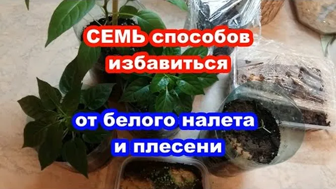 Плесень и белый налёт в горшках комнатных растений. Как избавиться от плесени на земле?