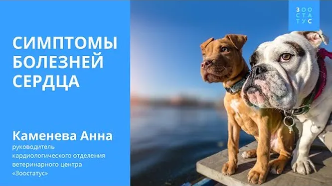 Нажми и смотри