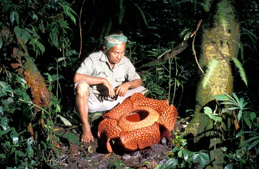 Rafflesia arnoldii