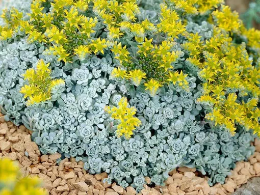 Седум лопатчатолистный (Sedum spathulifolium) сорта Капе Бланко